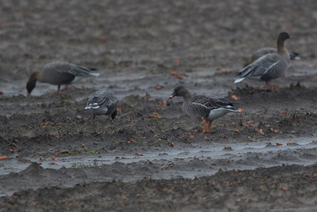 Tundra Bean Goose with Pinkfooted Goose at Vik S24A4856 Flickr