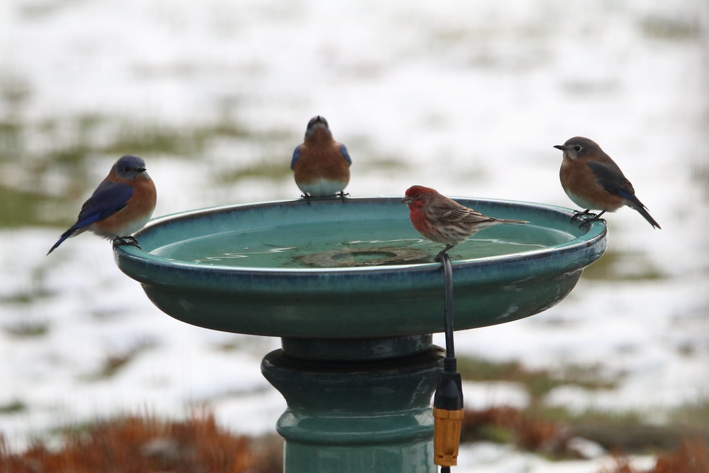 Heated birdbath is a hit Today the heated birdbath attract… Flickr