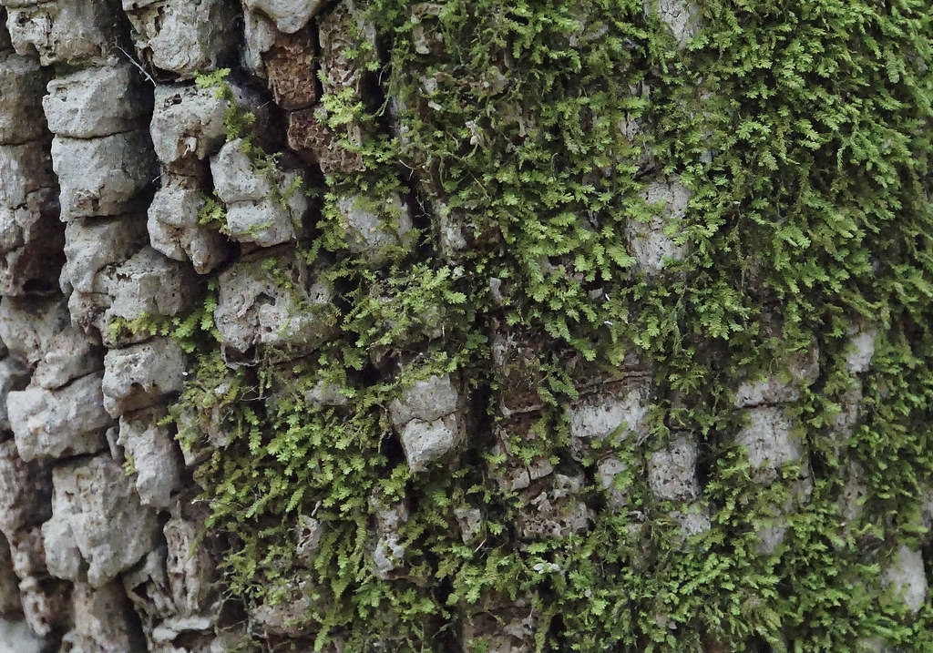 DSC01405 min springs7 Mineral Springs Greenway Mineral Spr… Flickr