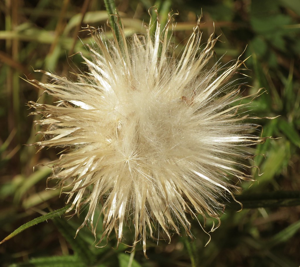 Scotch thistle seed head Devina Drive Great Beaver Swamp O… Flickr