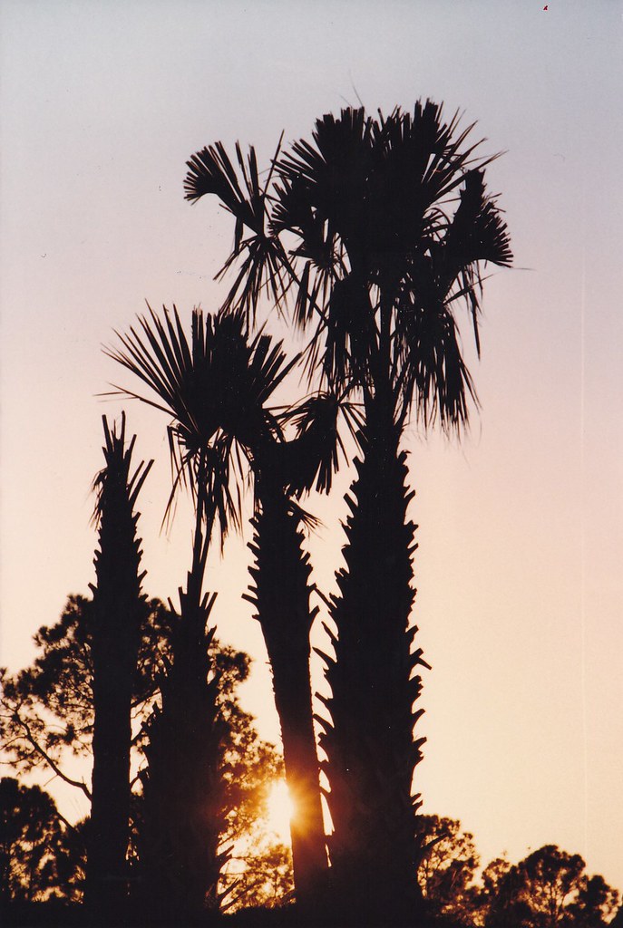 IMG_0010001 PALM TREES MAPLE LEAF ESTATES, PUNTA GORDA, F… Flickr