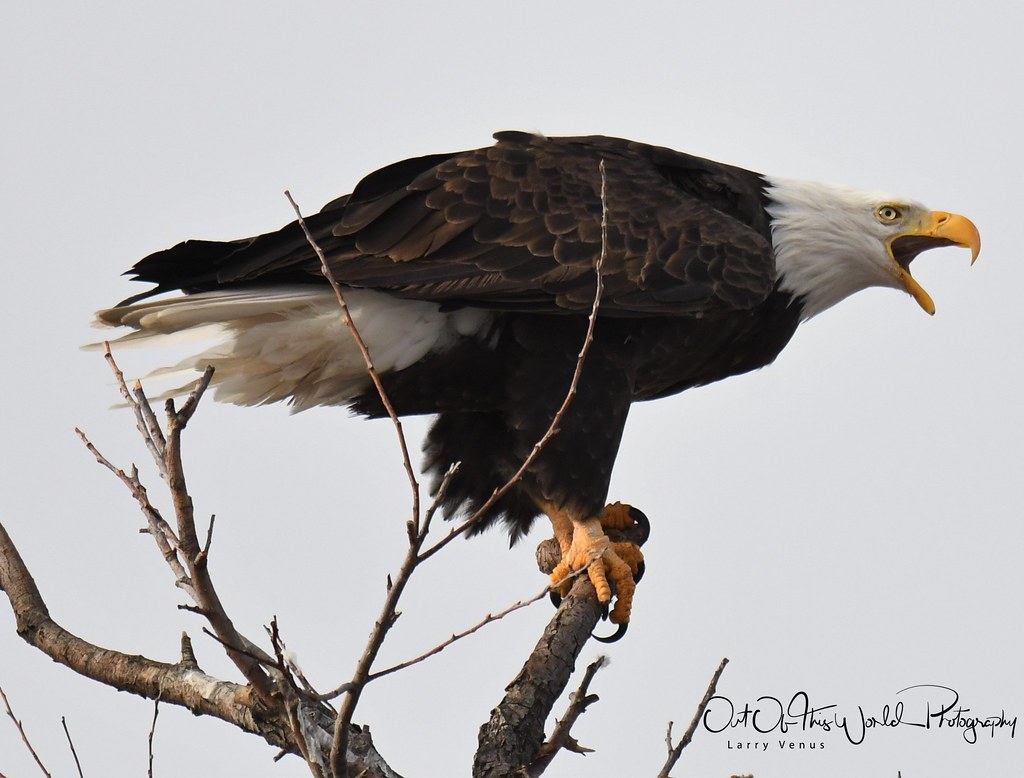 Bald Eagles Bald Eagles in the Lower Klamath Wildlife Refu… Larry