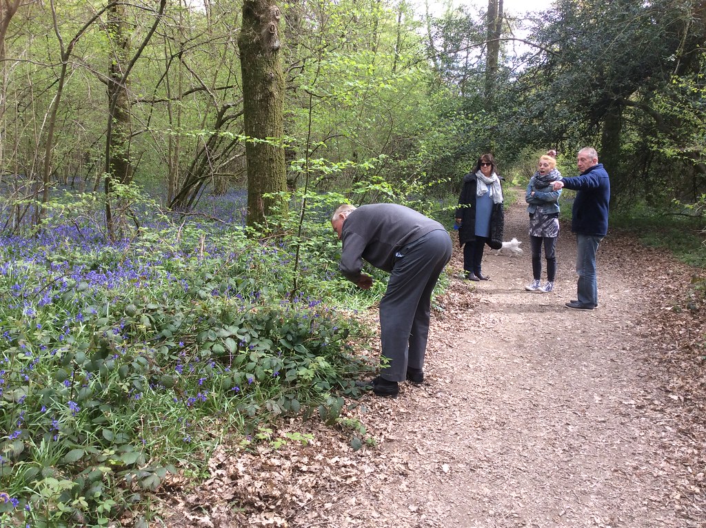 351. Bluebells near Burgess Hill suangeals Flickr