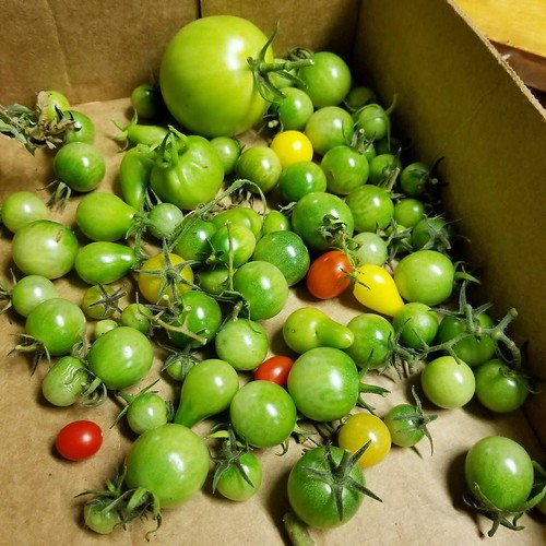 Today's harvest Green Tomatoes... I pulled up all our Tom… Flickr