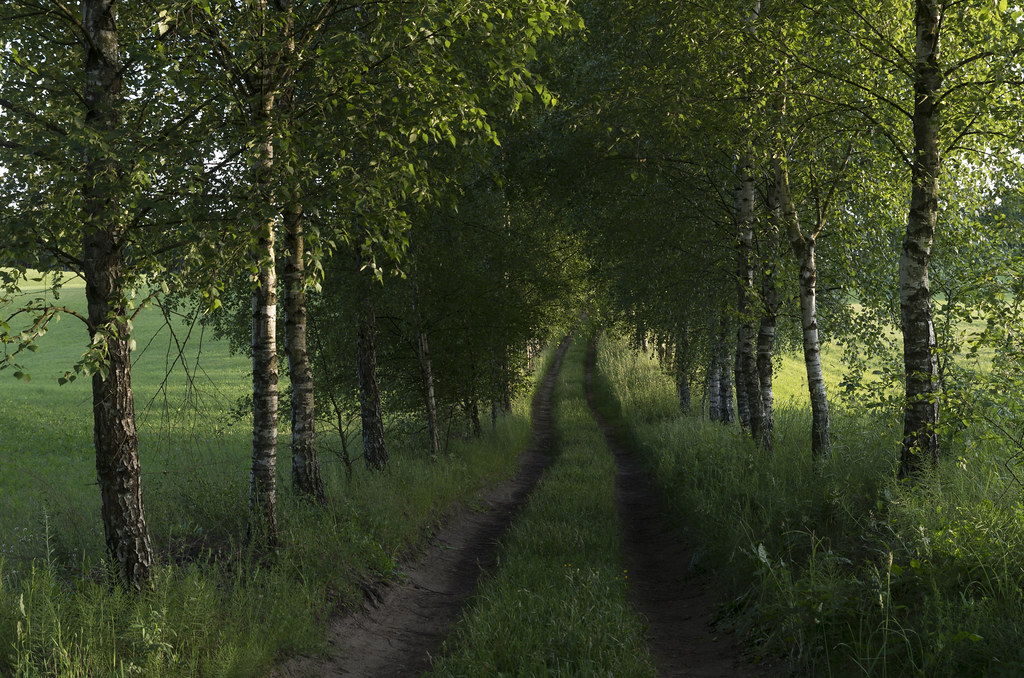 Avenue of birch trees, 18.06.2017. Dāvis Kļaviņš Flickr