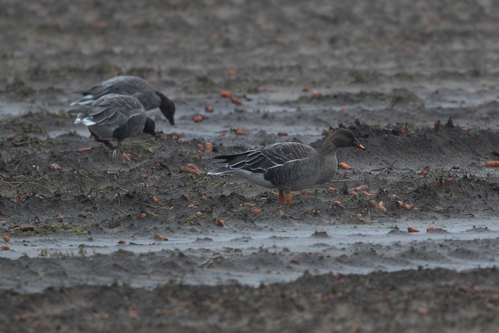 Tundra Bean Goose with Pinkfooted Goose at Vik S24A4889 Flickr