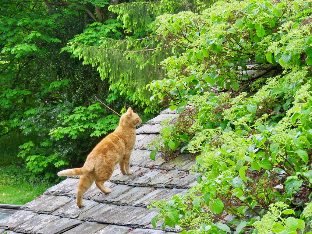 Cat on a Cool Slate Roof Sights while walking rural Englis… Flickr