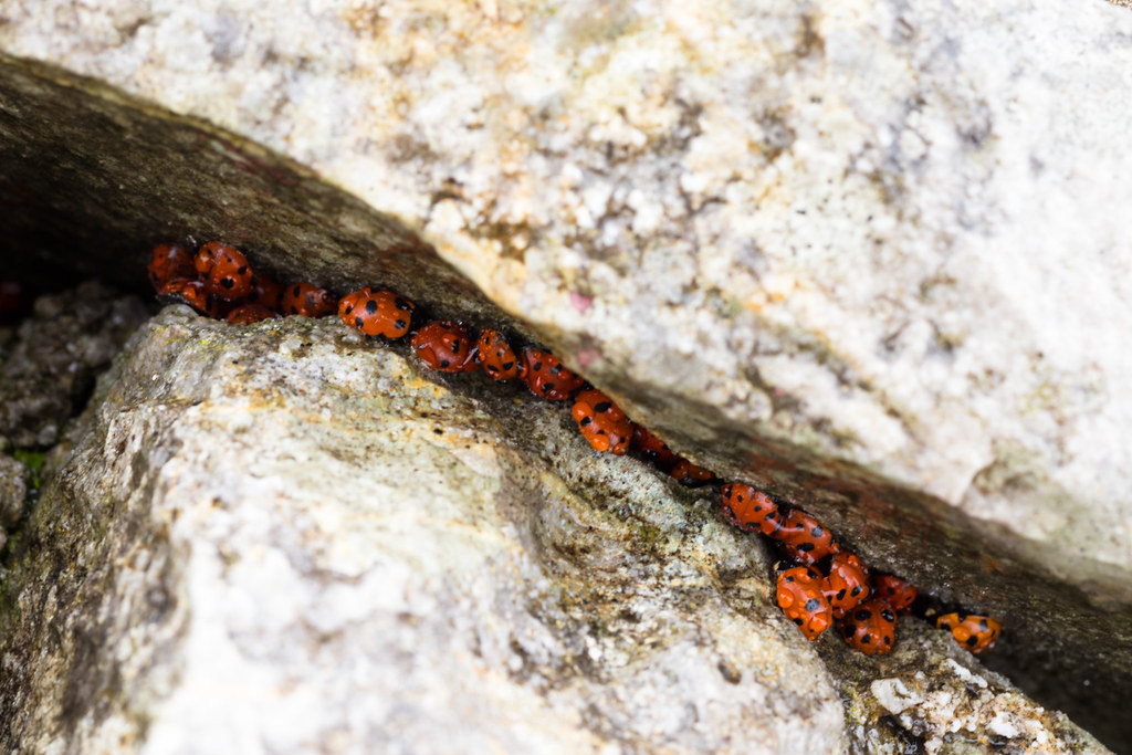 Coccinelle in letargo Pagnini Fabio Flickr