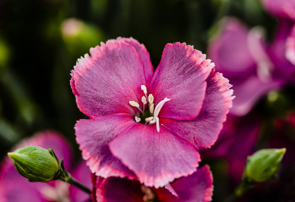 Flowers. Floralia Brussels. jean ost Flickr