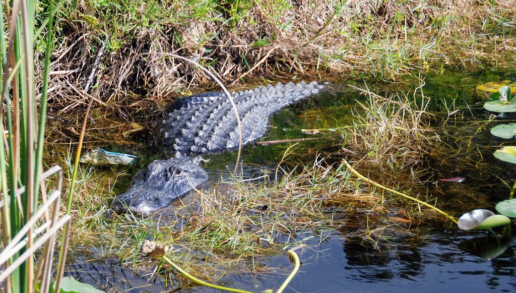Elvis lives.. Mack's Fish Camp, Everglades mjvolante1 Flickr