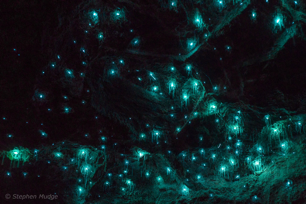 Glow worms a photo on Flickriver