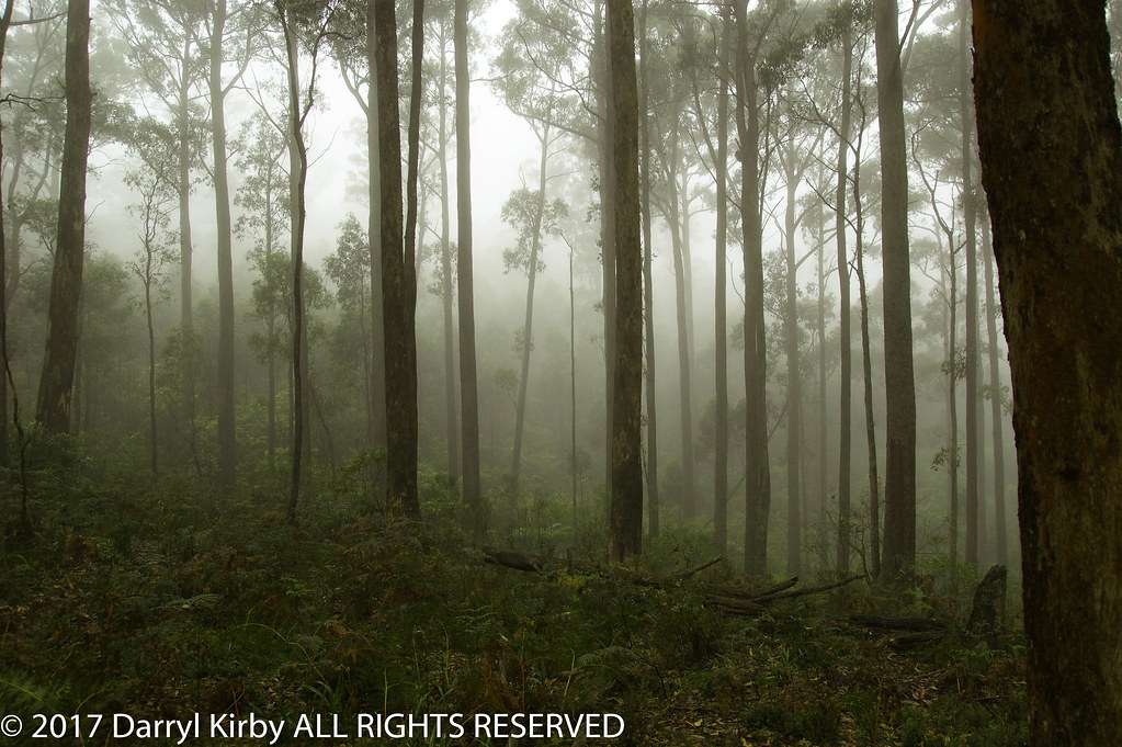 Mixed species stand on Blackwood Ridge in the Wombat State… Flickr