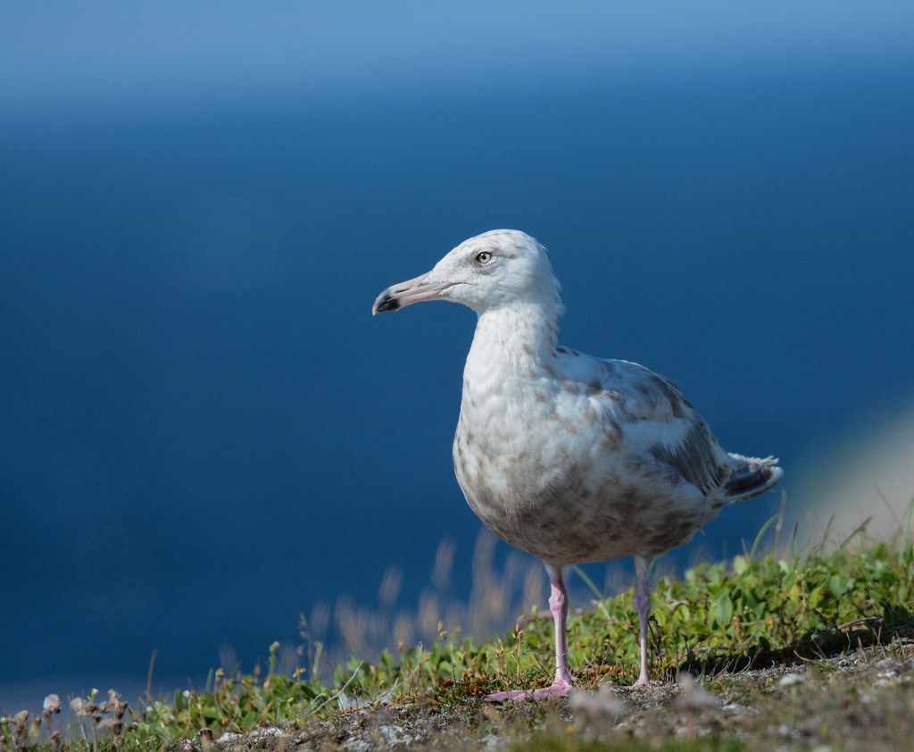 Herring Gull (Immature), *American Herring Gull (Immature)… Flickr