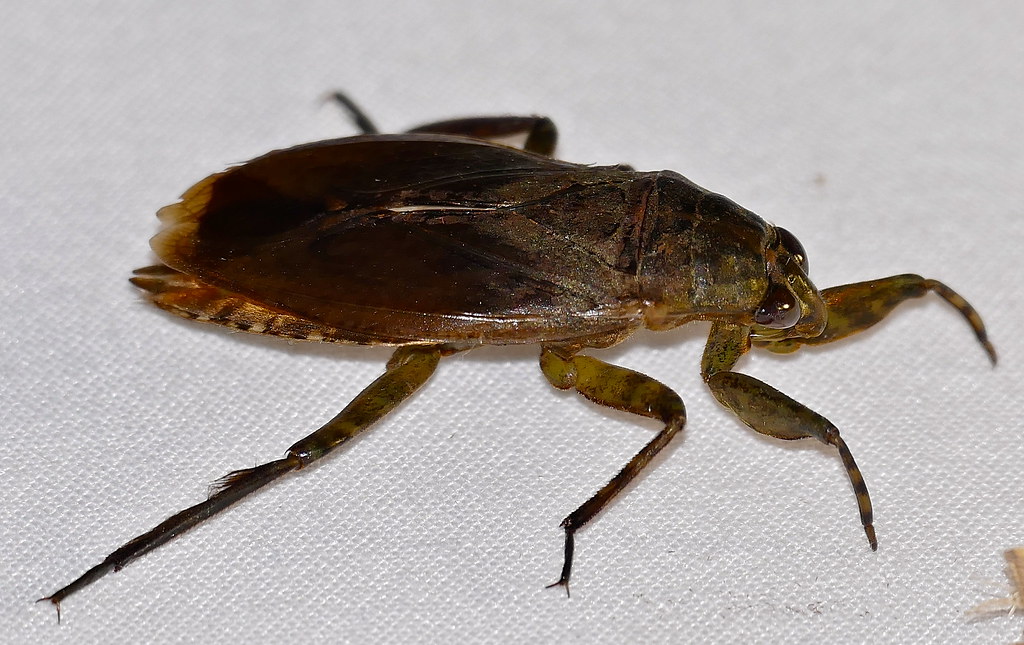 Giant Water Bug (Belostoma sp.) PK37, D6 Route de Kaw, Rou… Flickr