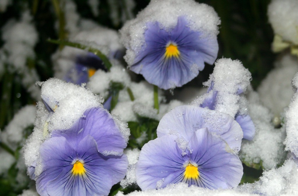 Snow Covered Pansies 13 Phillip Flickr