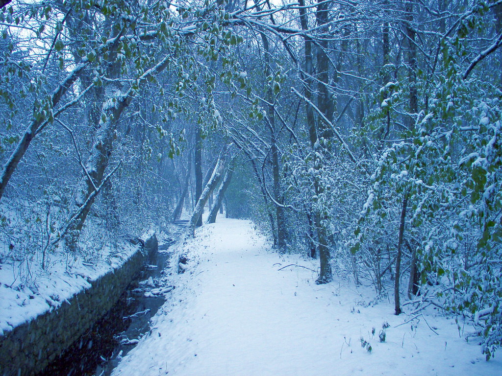Winter A pic i took on our first good snow this year. I wa… Flickr