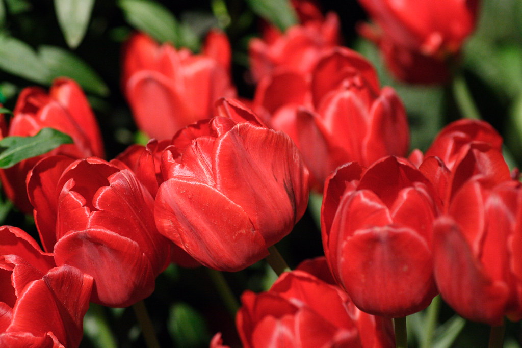 Luscious Red Tulips From Jacques Amand the Bulb Speciali… Flickr