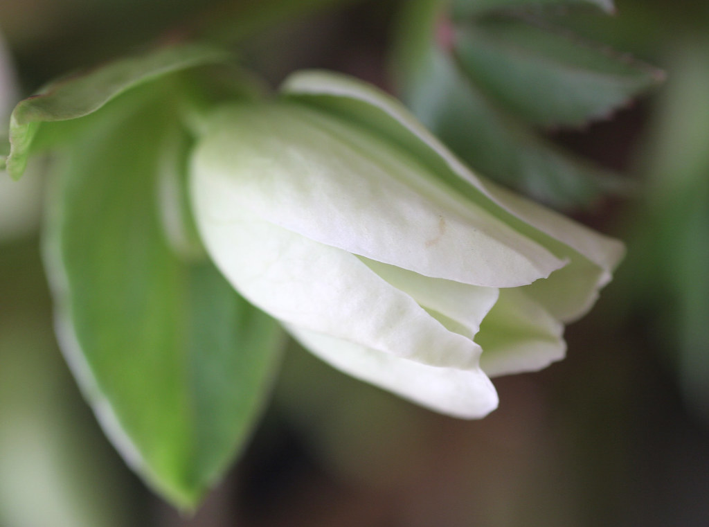Bud of Christmas Rose joka2000 Flickr