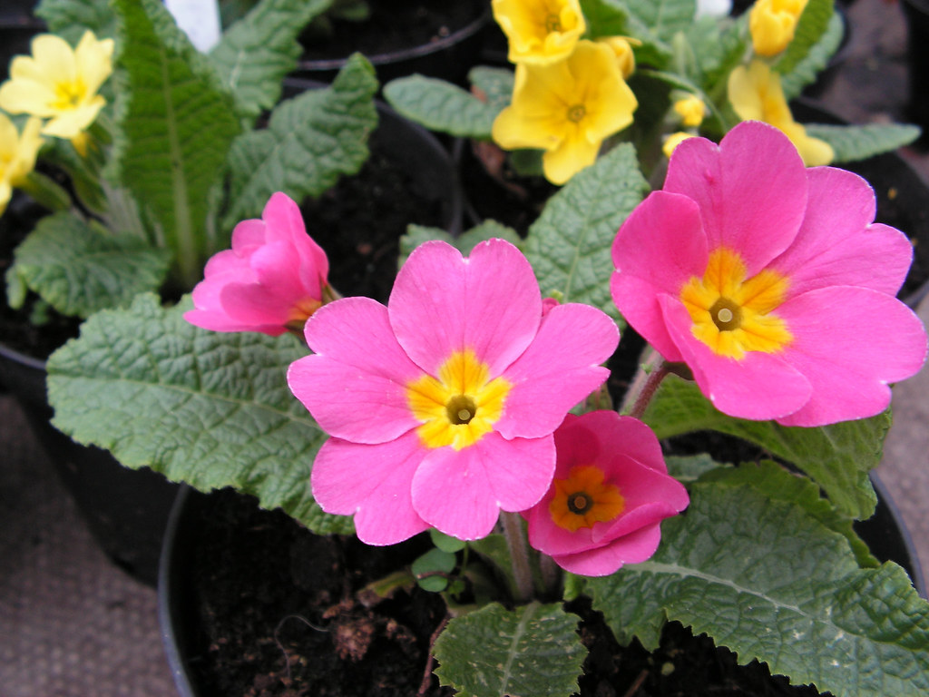 Primrose Barnhaven Primroses Acaulis 'Springtime Mixture… Geoff