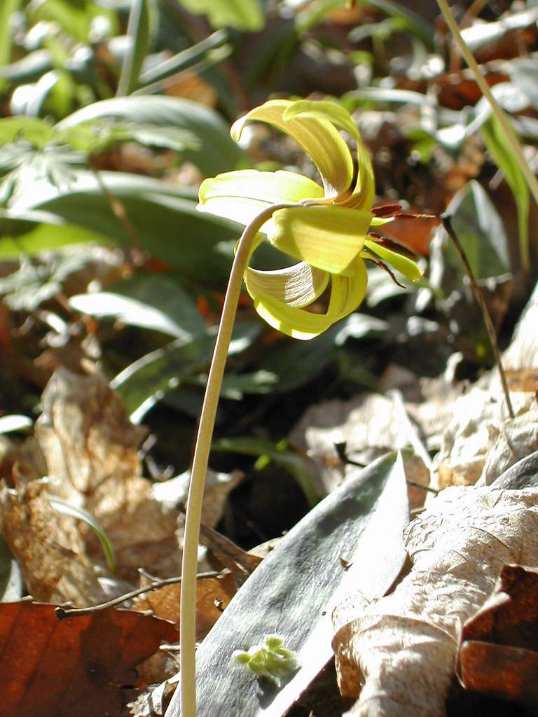 Trout lily Taken at Sleeping Giant, in Connecticut. wereldmuis Flickr
