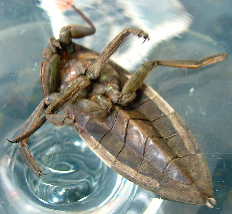 Giant Water Bug