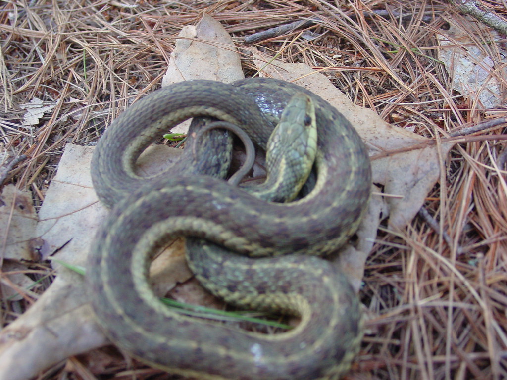 Snake 1 Snake in the woods sorrounding my house Jon Kimball Flickr