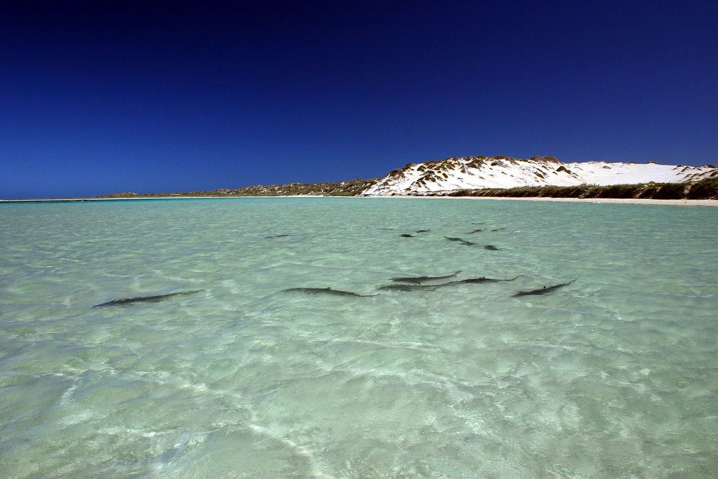 Coral Bay shark nursery, WA These are baby reef sharks whi… Flickr