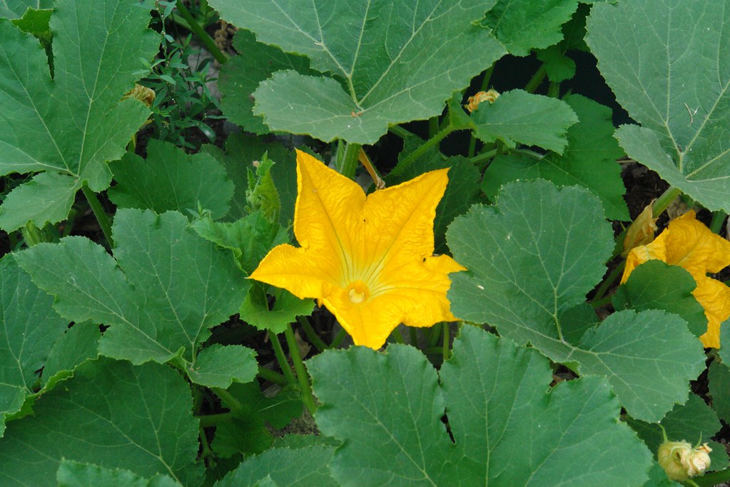 DSC00846.JPG Pumpkin blossom. Josh Larios Flickr