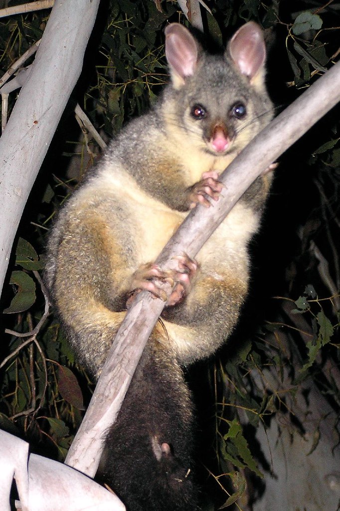 Brushtailed possum Met last night. www.nationalparks.nsw.… Flickr