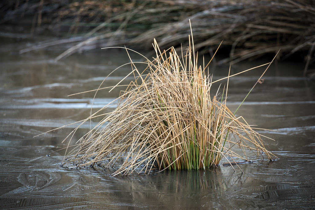 Hay Woods 070118 Flickr