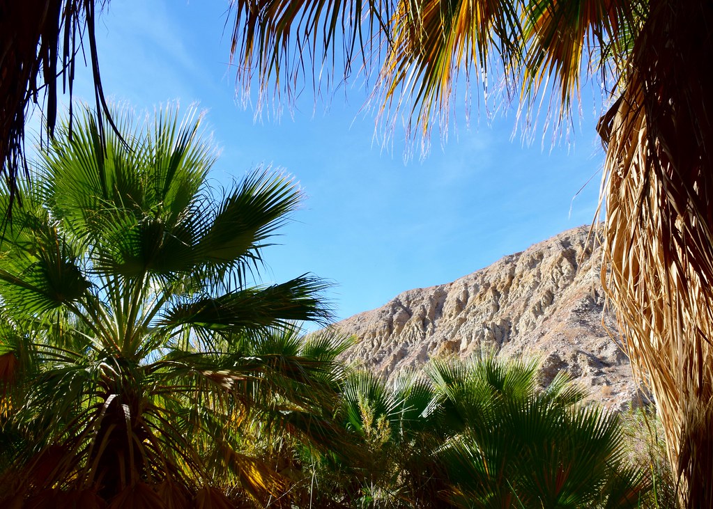 Hiking to McCallum Grove Ridgeline above the wet oasis. Co… Flickr