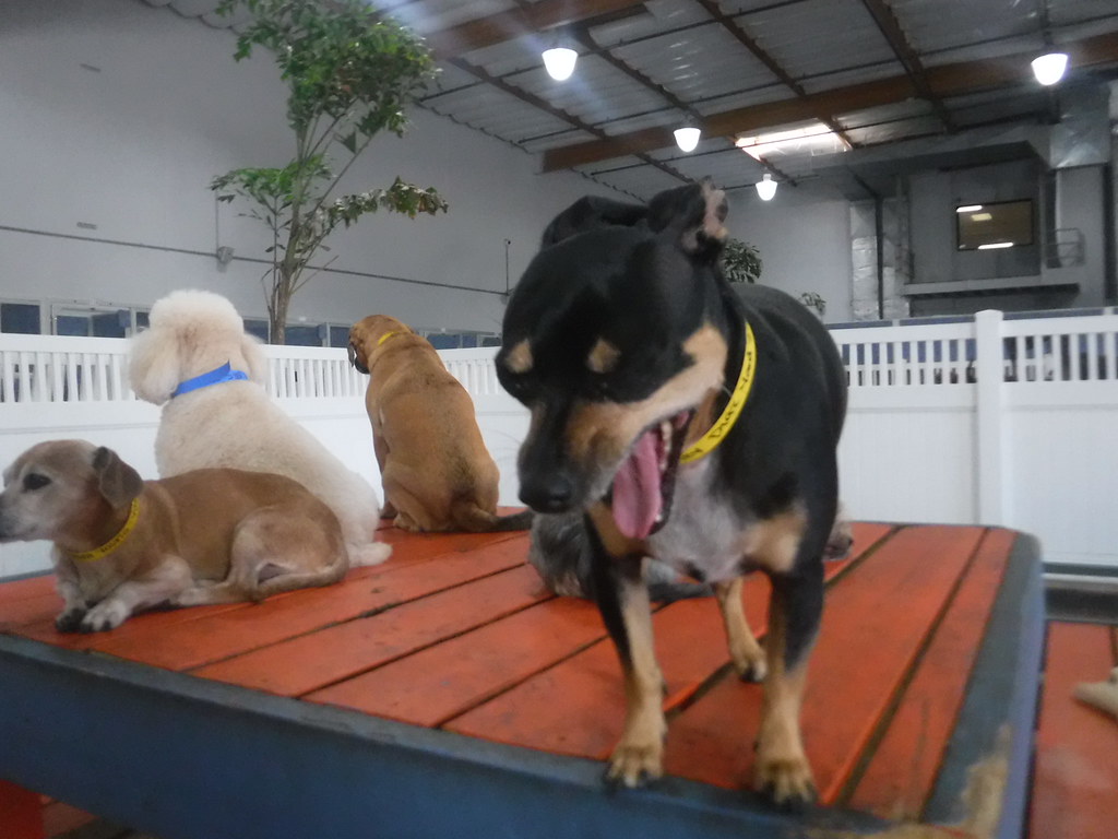 352 Dr. Boyd's Irvine Flickr