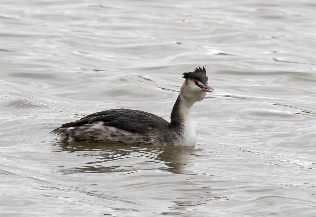 Great Crested Grebe Linford Lakes Nature Reserve magpie280168 Flickr