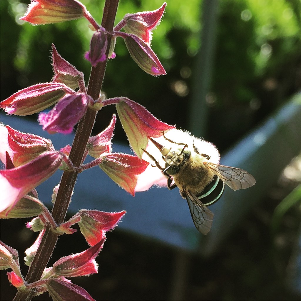 Blue banded bee on flowers seen in green nursery Just on … Flickr