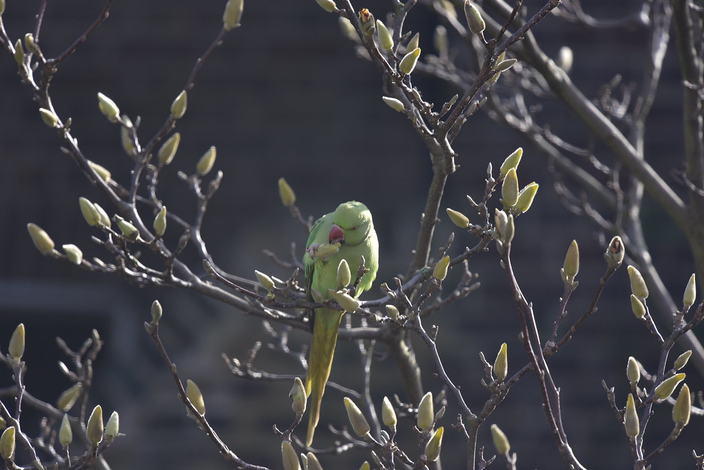 M01_0323 Parakeet eating magnolia bud Matthew Taylor Flickr