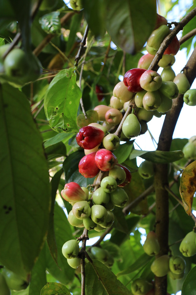 Syzygium malaccense fruit Mountain apple, as this tree is … Flickr