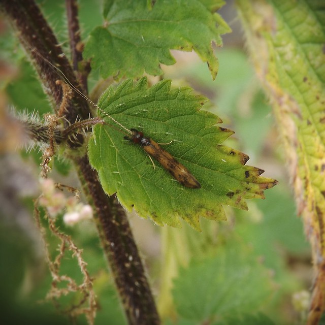 a Caddisfly Mystacides longicornis Flickr