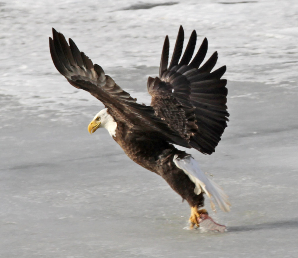 Bald Eagles At Milford Lake, KS Acorns