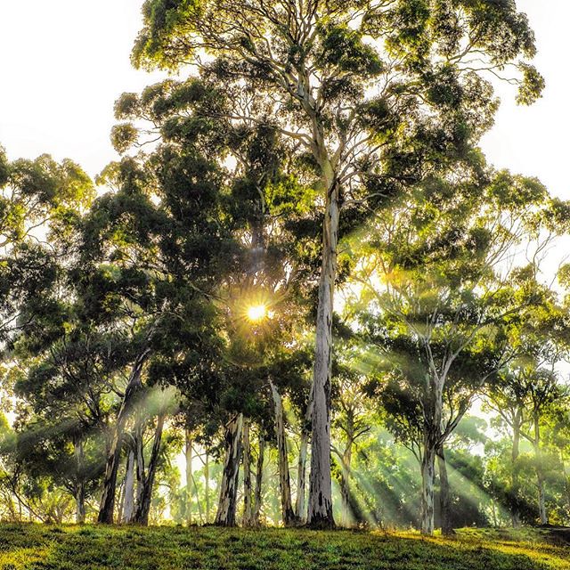 Harrogate, South Australia, Australia DIDI Photos Flickr