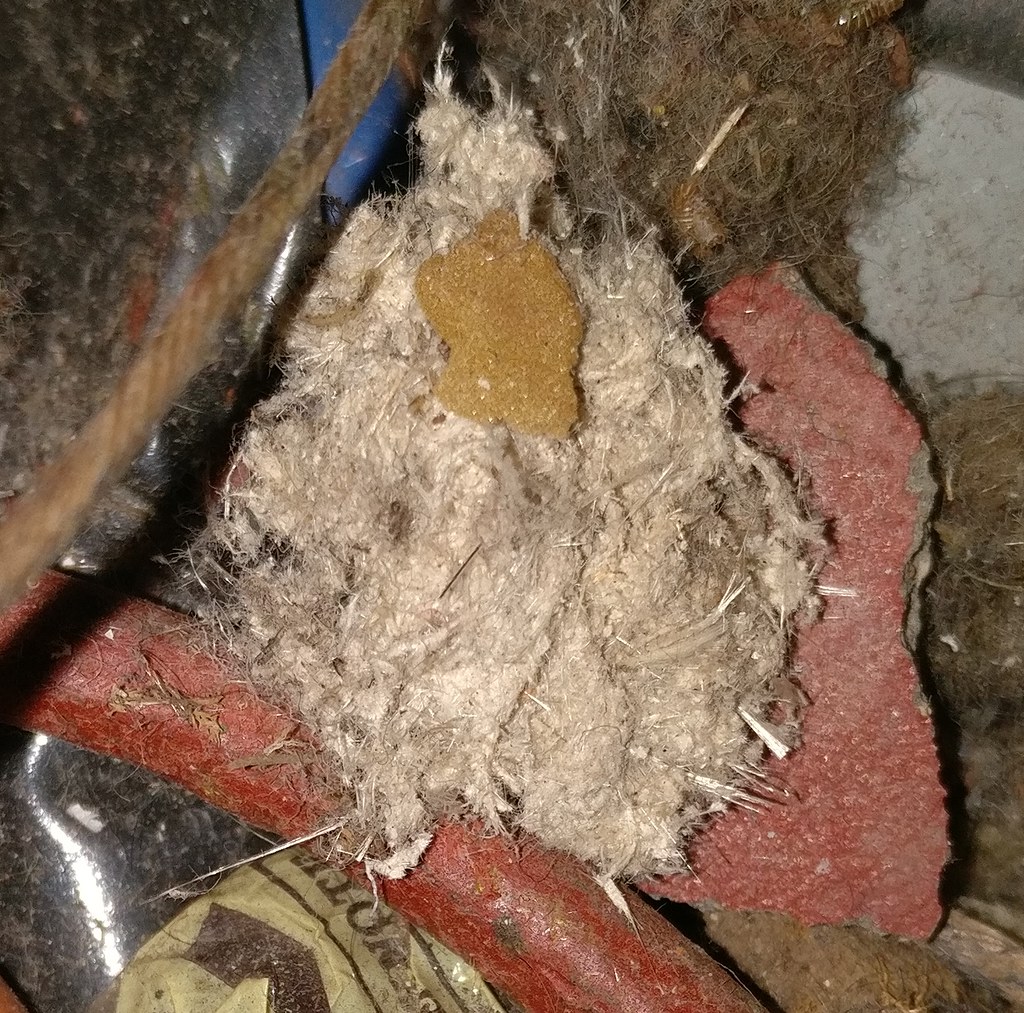 IMG_2018_142005_01 Asbestos swept into litter bin Respirator Zone