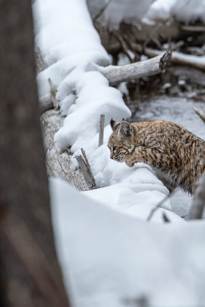 Bobcat along the Madison River NPS / Neal Herbert Yellowstone