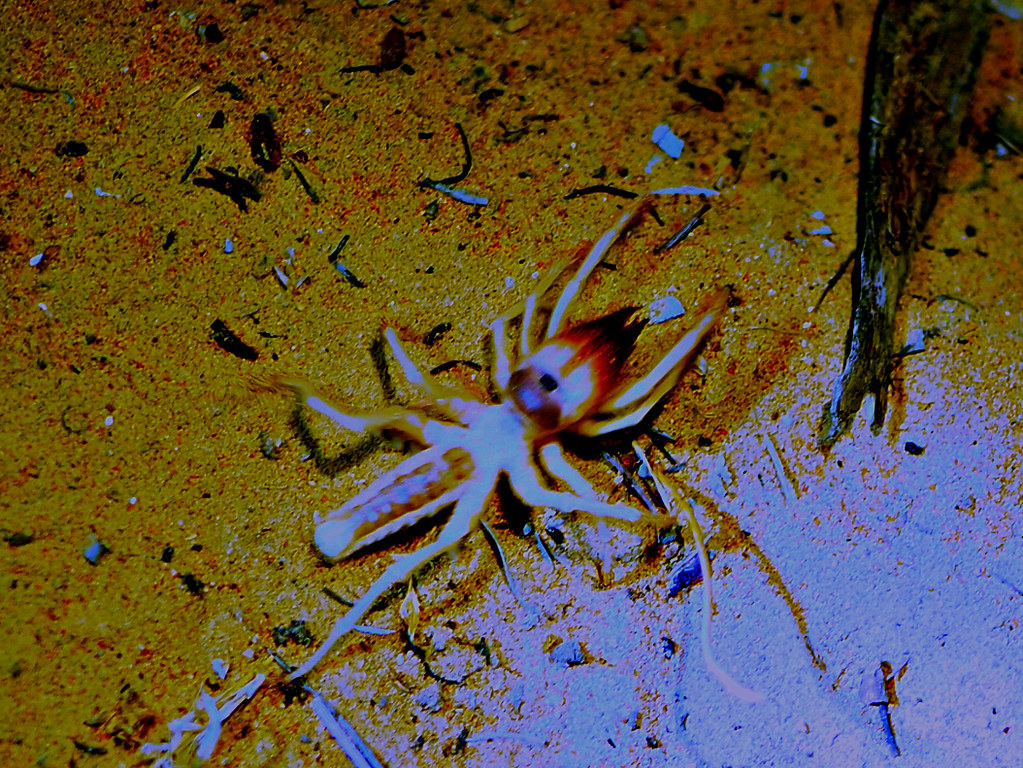 Camel Spider OLYMPUS DIGITAL CAMERA Tamsin Carlisle Flickr