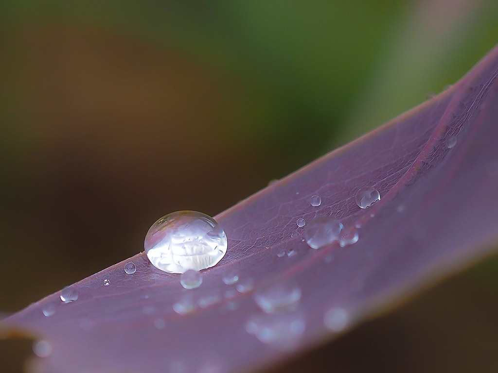 Bush Oyster Bush oyster, complete with pearl... Otherwise … Flickr
