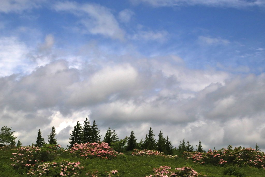 Dobbin Grade Trail Dolly Sods, Monongahela National Forest… Flickr