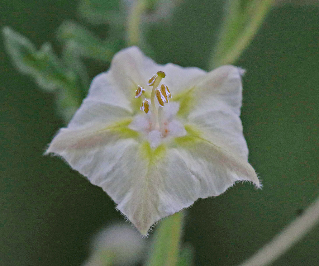 CAC023927a Greenleaf Fiveeyes near Weatherford, Parker C… Flickr