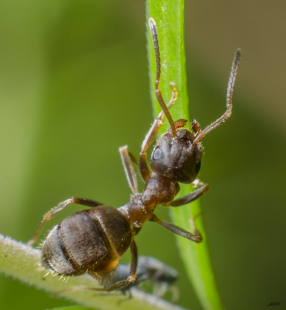 Little Ant (Zoom) Jeff Flickr