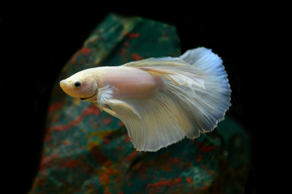 White Opal Betta Pumpkin45 Flickr