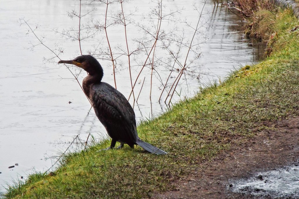 Cormorant Out walking the dog and stumbled across this, WO… Flickr