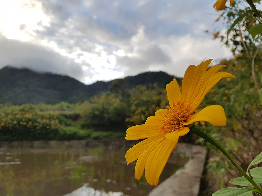 Yellow Flower Philippines “Sunflower” Cordilleras © Gelbe … Flickr