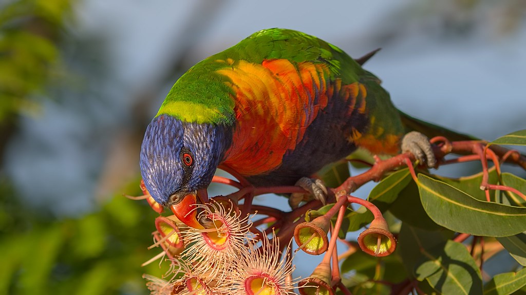 Rainbow lorikeet eating gum flowers EP5 / Tamron 180mm F3… Flickr